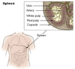 spleen diagram