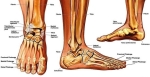 sprained ankle anatomy