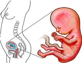 stage of third month weeks of pregnancy
