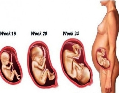 stages pregnancy