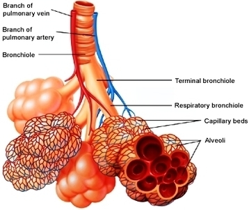 steroids to minimize asthma attack relapses photos
