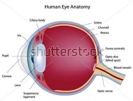 stock anatomy human eye