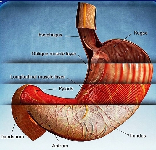 stomach anatomy ae ba ecfdalarge