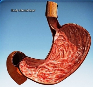stomach diagram | Anatomy System - Human Body Anatomy diagram and chart