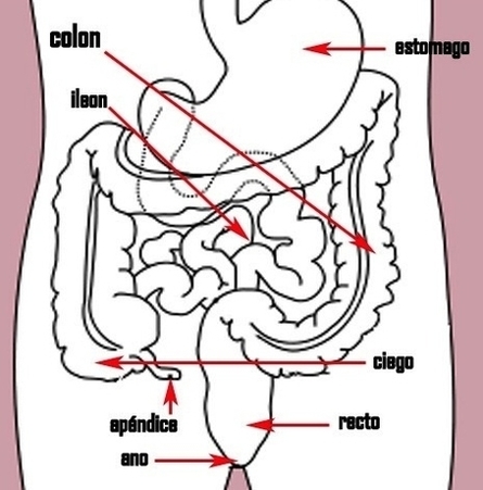stomach colon rectum diagram arrow version