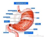 stomach diagram