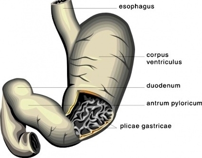 stomach medical diagram clip art