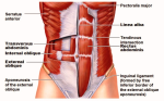 stomach muscles anatomy