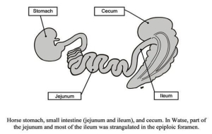 stomach diagram | Anatomy System - Human Body Anatomy diagram and chart