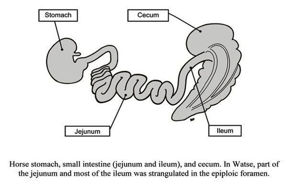 stomach to cecum watse diagram
