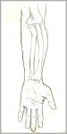 supination of hand 744x1558