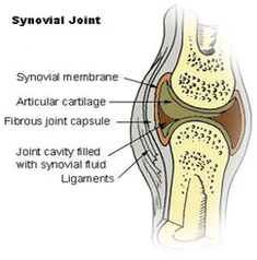synovial joint diagram