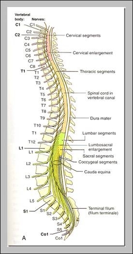 t10 vertebrae