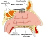 te nose diagram