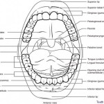 teeth chart