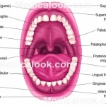 teeth diagram