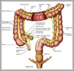 terminal ileum anatomy 2