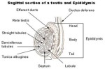 testis 2 diagram