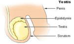 testis diagram