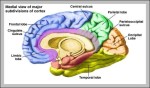 the cerebral cortex