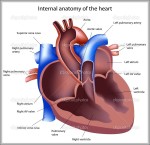 the heart anatomy