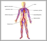 the human cardiovascular system