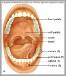 the human mouth