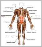 the musculoskeletal system