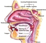 the nasal cavity