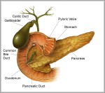 the parts of the heart