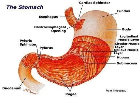 the stomach diagram nunx