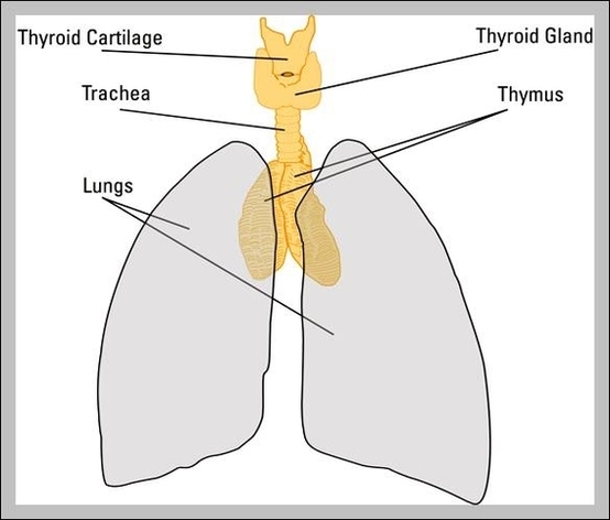 the thymus