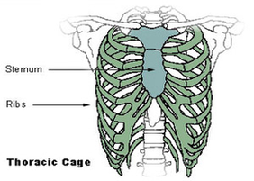 thoracic cage diagram