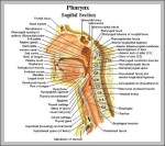 throat and neck anatomy