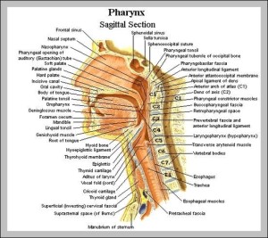 throat and neck anatomy | Anatomy System - Human Body Anatomy diagram