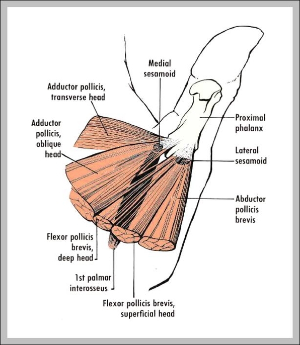 thumb anatomy