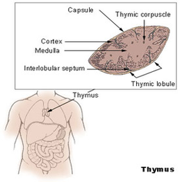thymus diagram