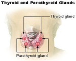 thyroid parathyroid diagram