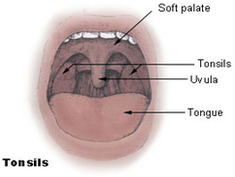 tonsils diagram