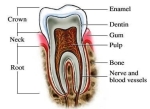 tooth anatomy