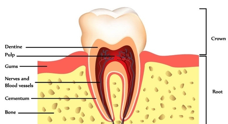 tooth anatomy page