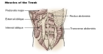 trunk muscles diagram