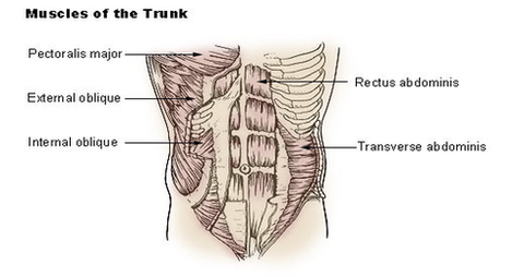 trunk muscles diagram