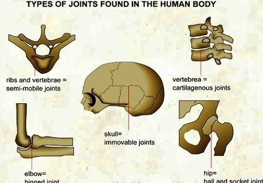 types of joints found in the human body