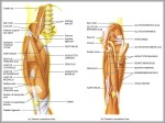 ulna radius