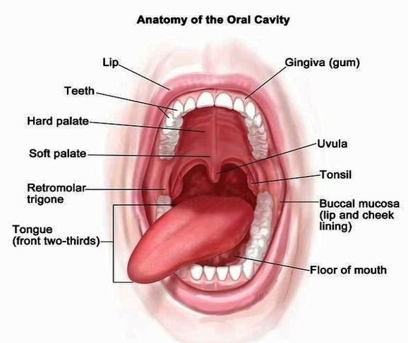 under tongue anatomy