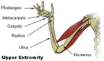 upper extremity diagram