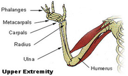 upper extremity diagram