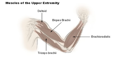 upper extremity muscles diagram