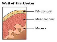 ureters wall diagram